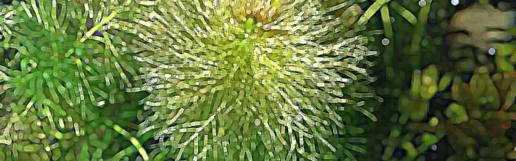 Myriophyllum verticillatum – Gyűrűs süllőhínár