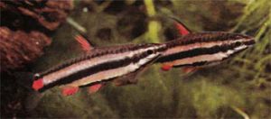 Nannostomus marginatus - Sávozott törpeszájú hal