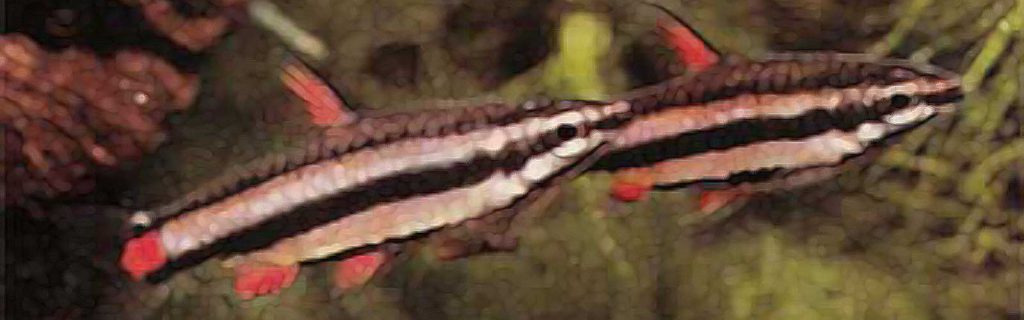 Nannostomus marginatus – Sávozott  törpeszájú hal