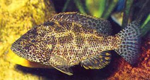 Nimbochromis polystigma - Sokfoltos sügér