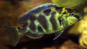 Nimbochromis venustus - Pávasügér