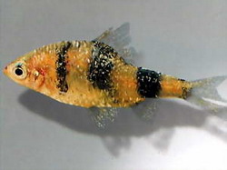 Oodinium által fertőzött hal
