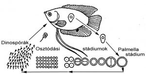 Az Oodinium pillularis fejlődése és életciklusa - Amlacher nyomán- A fenéken fekvő cisztából - palmella-stádium - különféle osztódási fokozatokon keresztül dinospórák - ostoros alakok - kelnek ki, amelyek a halat megtámadják, s rajta érett parazitává fejlődnek; ezek a halat elhagyva a fenékre hullnak és újból cisztává alakulnak