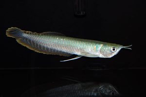 Osteoglossum bicirrhosum - Ezüst csontnyelvű hal