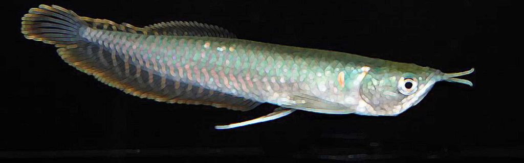 Osteoglossum bicirrhosum – Ezüst csontnyelvű hal