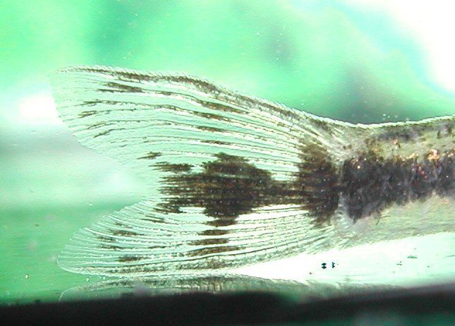 Midget suckermouth catfish