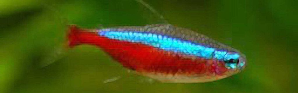 Paracheirodon axelrodi – Vörös neonhal