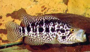 Parachromis managuensis - Jaguársügér