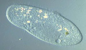Paramecium caudatum - Papucsállatka