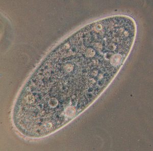 Paramecium caudatum - Papucsállatka