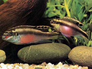 Pelvicachromis pulcher - Meggyhasú sügér