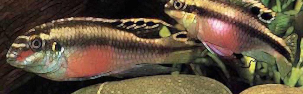 Pelvicachromis pulcher – Meggyhasú sügér