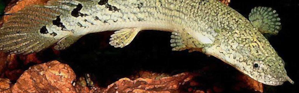 Polypterus delhezi – Sávos sokúszós csuka