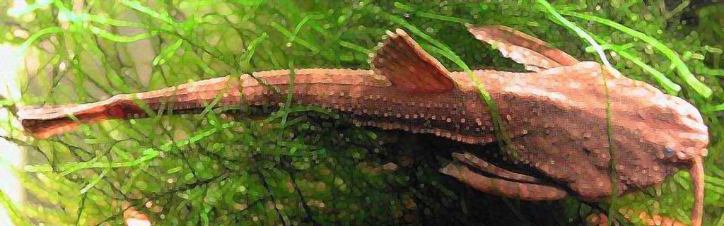 Pseudobunocephalus amazonicus – Amazonasi törpe bendzsóharcsa