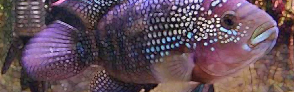 Rocio octofasciata – Nyolcsávos gyöngysügér