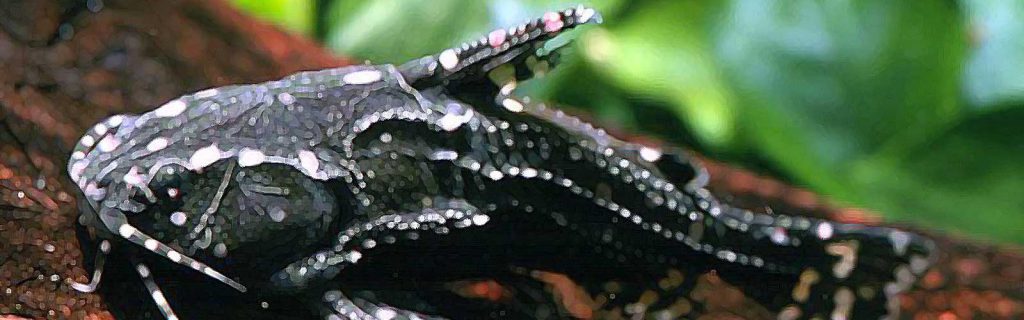 Agamyxis pectinifrons – Fehérpettyes morgóharcsa