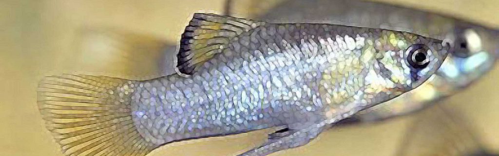 Phallichthys amates – Guatemalai pontyocska