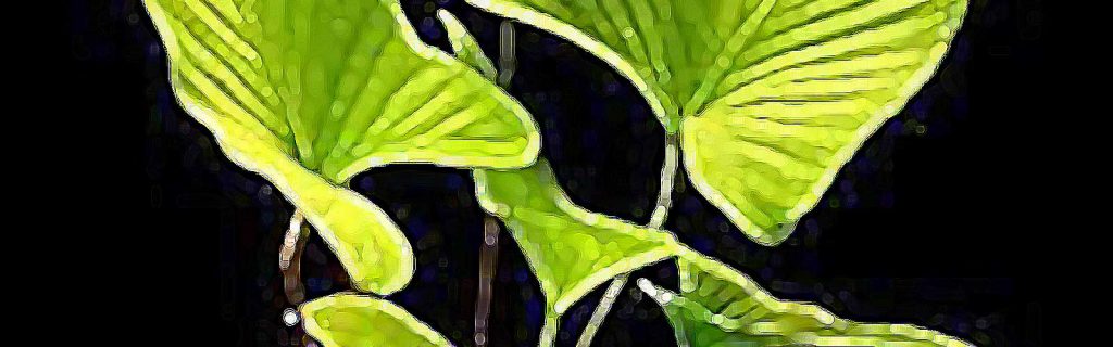 Anubias gracilis – Nagy vízilándzsa