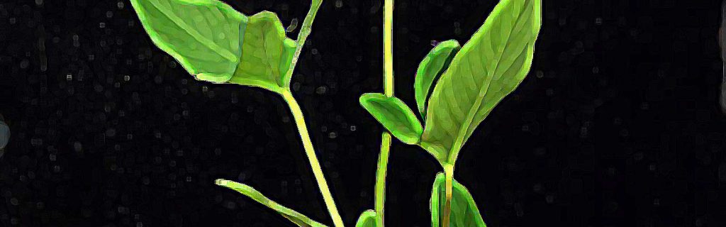 Anubias hastifolia – Hosszúszárú vízilándzsa
