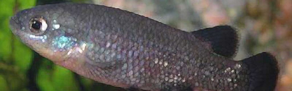 Characodon audax – Fekete fogasponty