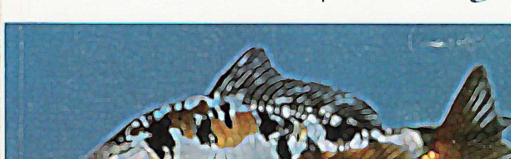 Az aranyhal és a díszponty – Pénzes Bethen, Tölg István