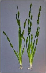 5. kép Vallisneria americana var. biwaensis Tropica No. 056