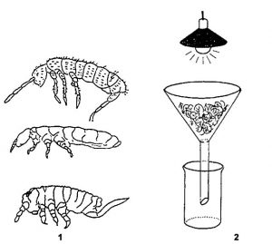 1- Alkalmi haleleségül felhasználható, különféle fajú ugróvillás rovarok -Collenbola- erősen nagyítva- 2- a moha vagy avar közt élő apró rovarok gyűjtő-üvegbe kergetése lámpával 