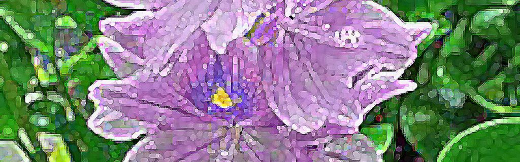 Eichhornia crassipes – Lila vízijácint