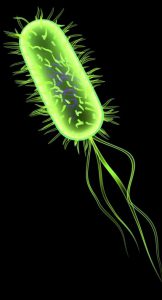 Eschericia coli