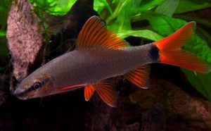 Epalzeorhynchos frenatum - Vörös rojtosszájú hal