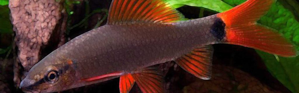 Epalzeorhynchos frenatum – Vörös rojtosszájú hal