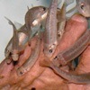 2014 szeptemberi gyógyhalunk az édesvízi doktorhal - Ikon