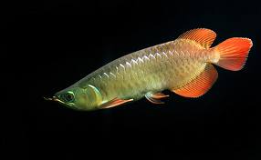 ázsiai csontnyelvű hal - Scleropages formosus