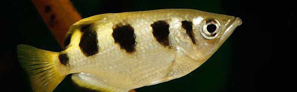 Toxotes jaculatrix – Jávai lövőhal