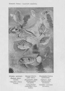 Aquariumi tanulmány – Krenedits Ferencz