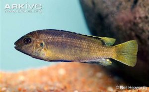 Labidochromis heterodon