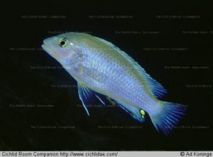 Labidochromis pallidus