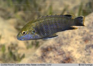 Labidochromis shiranus