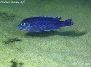 Labidochromis strigatus