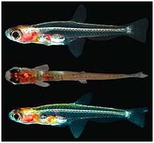 A Paedocypris progenetica, a világ legkisebb hala