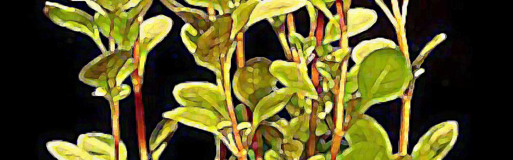 Ludwigia palustris – Közönséges tóalma