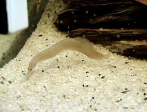 Sziámi szemfoltos angolna - Macrognathus siamensis