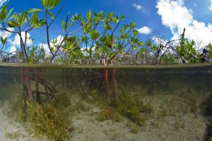 Scatophagus argus - árgushal tipikus élőhelye a mangrove mocsár