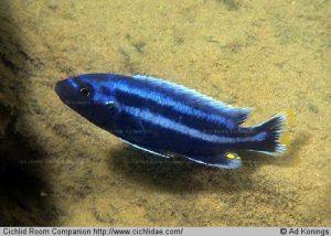 Melanochromis chipokae – Chipoka-türkizsügér