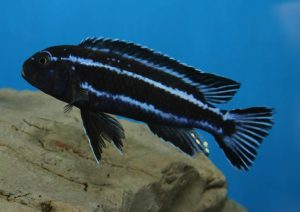 Melanochromis cyaneorhabdos – Maingano kéksügér