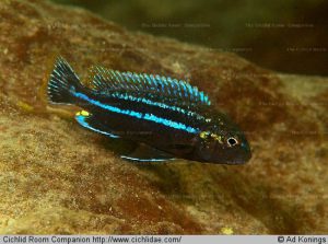 Melanochromis dialeptos – törpe auratus