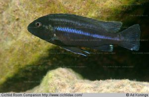 Melanochromis heterochromis