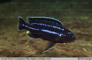 Melanochromis loriae – tanzániai türkizsügér