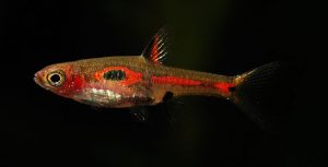 Boraras merah - Főnix törperazbóra