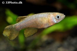 Micropanchax loati - Ugandai fénylőszemű hal